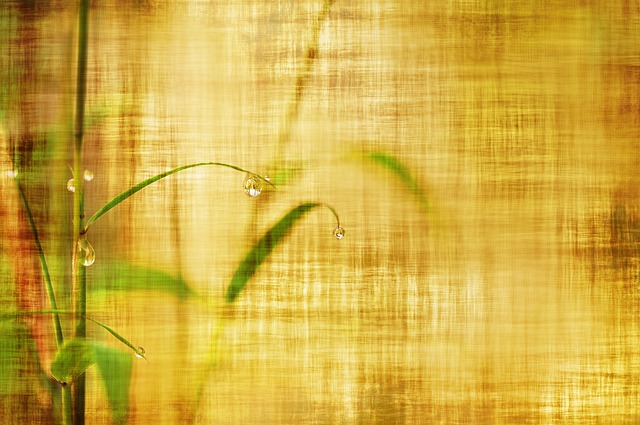 bambus a tapeta.jpg