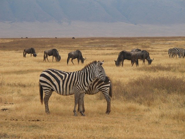 zebry a Safari.jpg