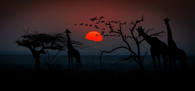 stín žiraf.jpg