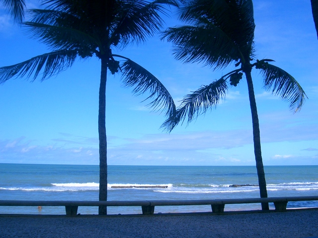 kokosové palmy na pláži u moře 