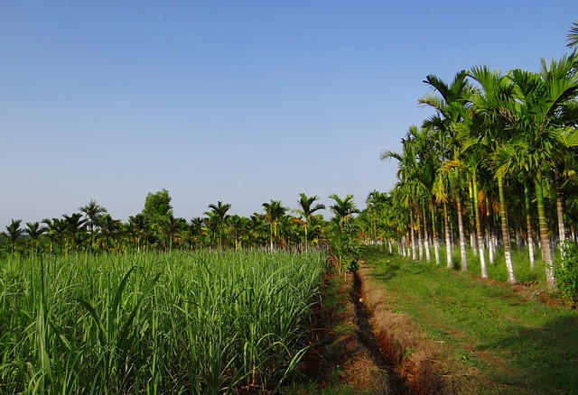 palmové plantáže